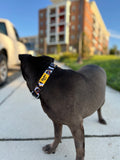 Duke's Dog Collar