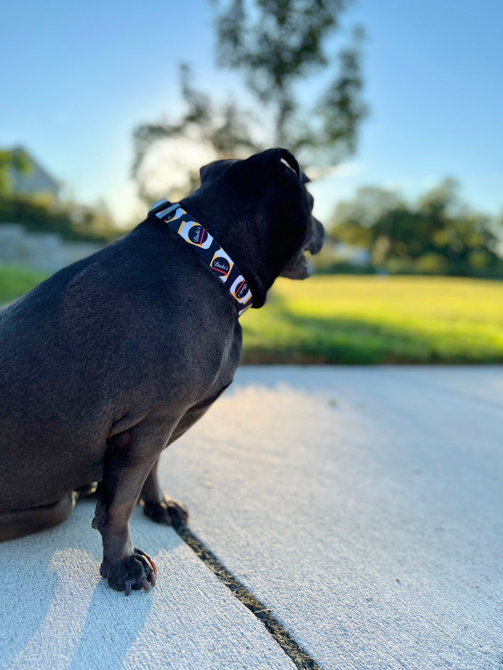 Duke's Dog Collar